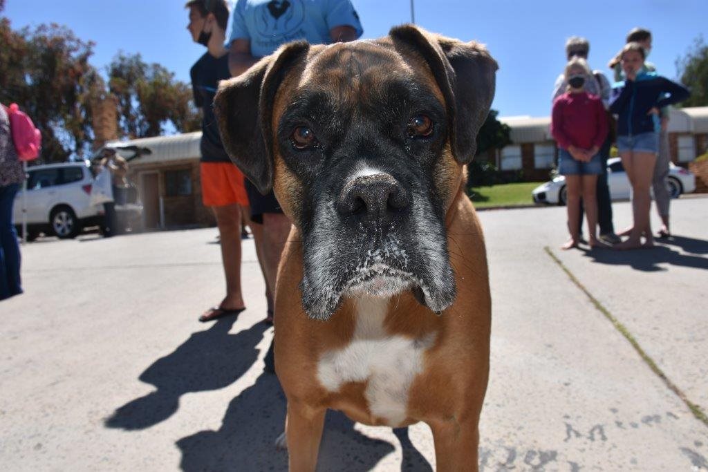 Oudtshoorndiereherberg hondeskou Oudtshoorn Courant