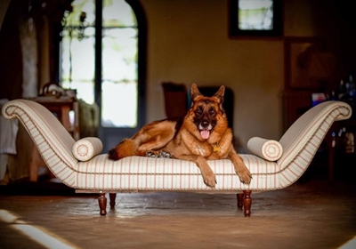 Meet the world’s richest dog – Gunther the German Shepard