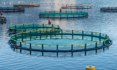 Which fish should be farmed in SA, and where?