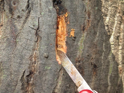 Beetle ravages indigenous trees