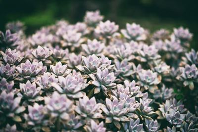 Money saving gardening tips