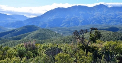 'n 'Sagte wandeling' deur die Karoo se plante