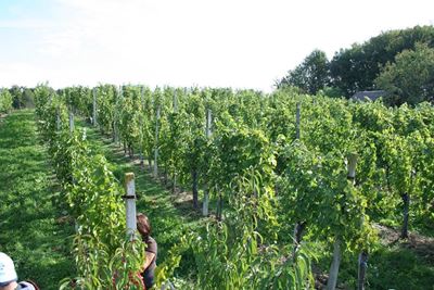 Good outlook for wine grapes after ‘excellent winter’