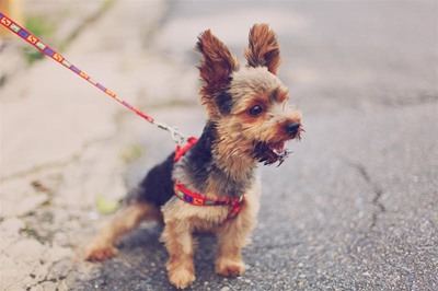 Faulty readings reason for mouldy Montego pet food