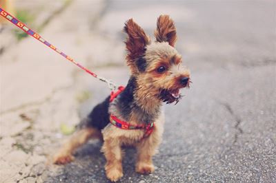 Faulty readings reason for mouldy Montego pet food