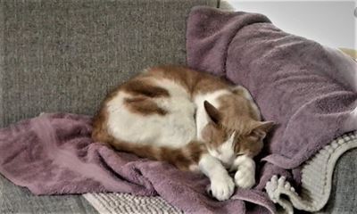 Help find beloved cat