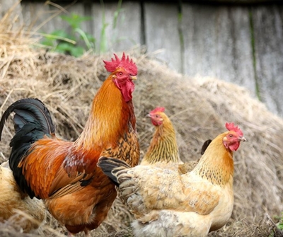Govt to import eggs and fast-tracks vaccines after lethal bird flu outbreak 