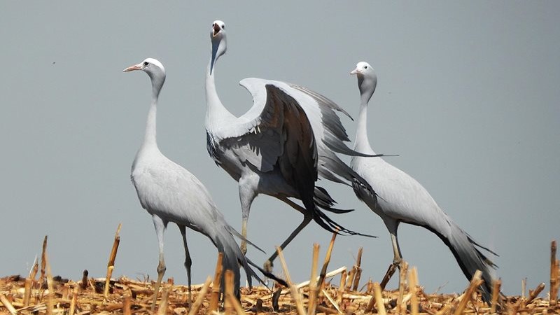 Blue Crane vulnerable as numbers decline