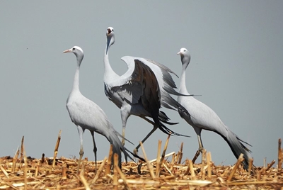 Blue Crane vulnerable as numbers decline