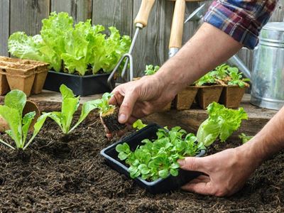 Home gardening boosts happiness and food security