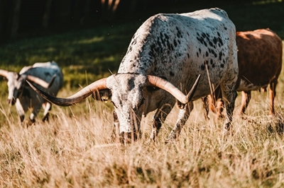 Dehorning your beef cattle can help boost profits