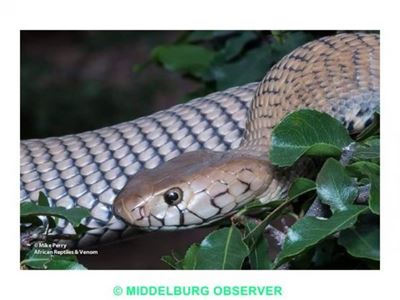 Mozambique spitting cobras plague Mpumalanga residents