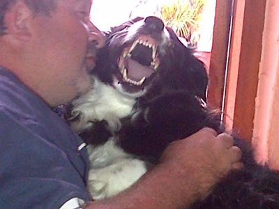 Why your dog might bite unexpectedly