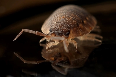 How to stomp invasive insects out of your home 