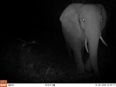 SANParks embraces science-based strategy for Knysna elephant management