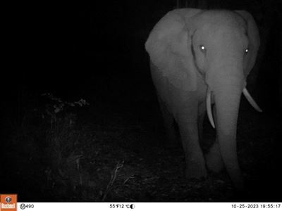 SANParks embraces science-based strategy for Knysna elephant management