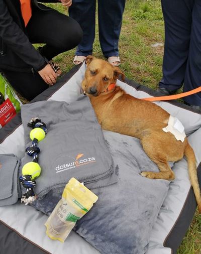 Dotsure gives to Whiskey