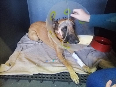 Anti-poaching dog survives leopard attack