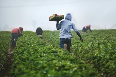 Gauteng emerging farmers urged to apply for funding