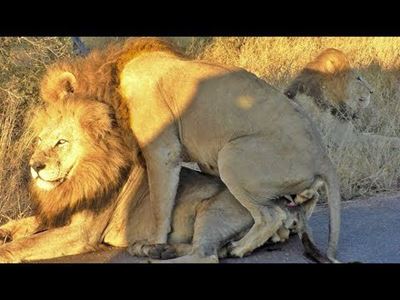 2 Male lions get cuddly