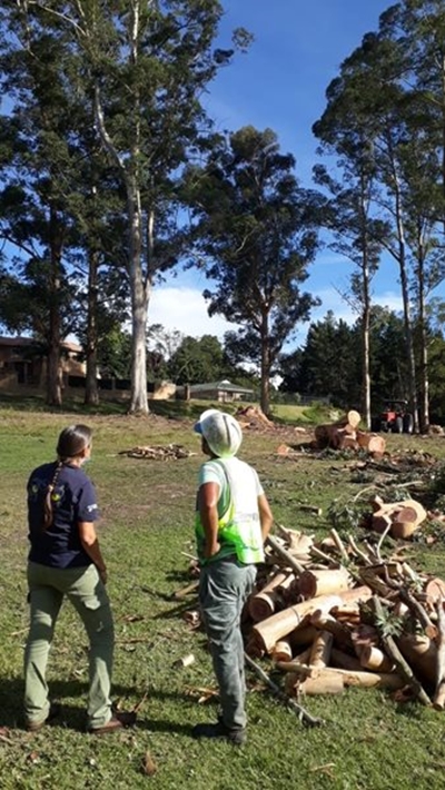 Anger as giant gum trees are felled