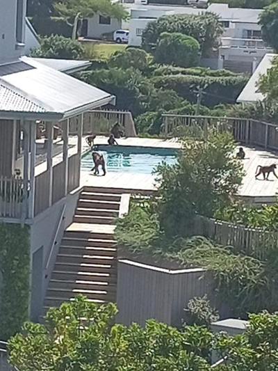 What to do when baboons visit your home