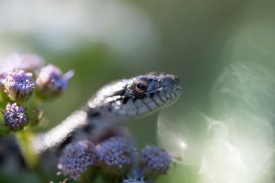 As snakes become more active, know what to do if you’re bitten  