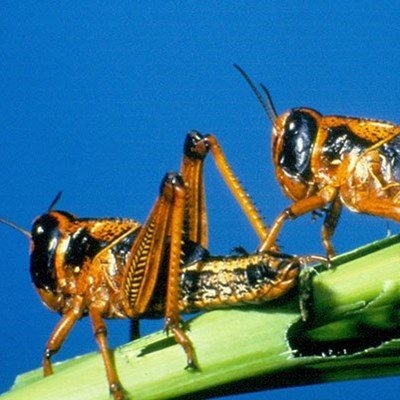 Farmers warned to be on the lookout for brown locust outbreaks
