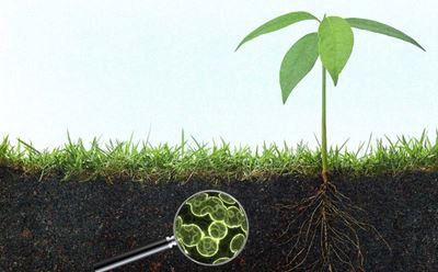 Growing a variety of soil microbes