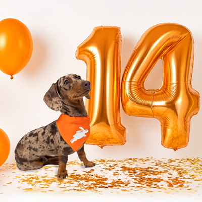 dotsure.co.za's 14 life lessons from 14 years in business