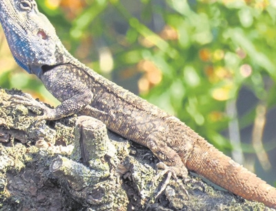 Blue-headed lizards or tree agamas