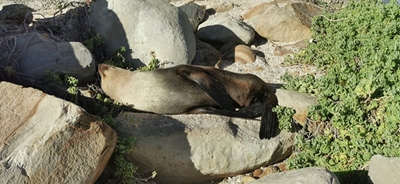 Rob kuier in Mosselbaai 