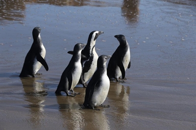 12 penguins rescued