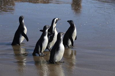 12 penguins rescued