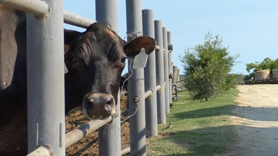 Outeniqualand farmers face escalating FMD threat