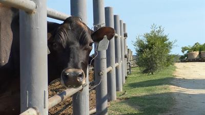 Outeniqualand farmers face escalating FMD threat