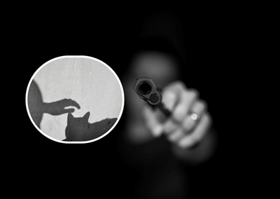 Man, cat shot in business robbery