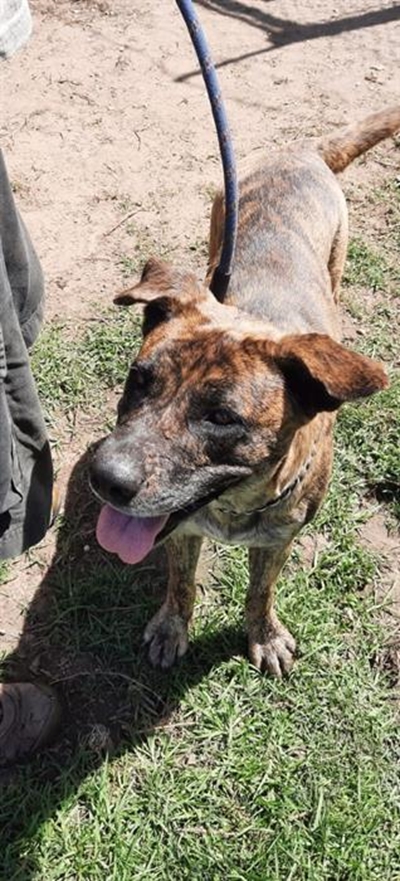 Adopt a forever friend from Odin