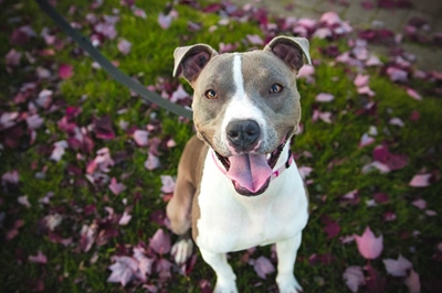 Bark in the Park this Sunday