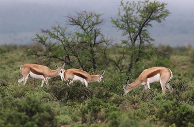 Die Karoo is nat, dorre vlaktes nou groen landskap