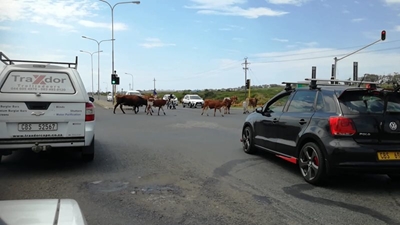 Cows obey traffic rules