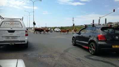 Cows obey traffic rules
