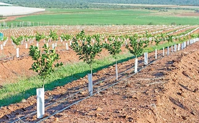 How an SA producer grows 70 000t of citrus a year