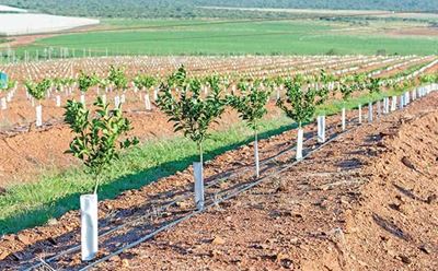 How an SA producer grows 70 000t of citrus a year