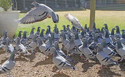 Breeding a million-dollar bird