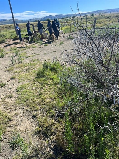 Six nabbed for illegal hunting with dogs – then released