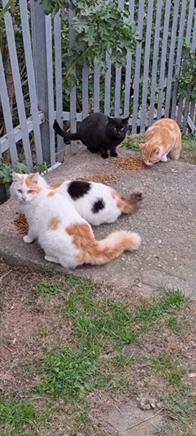New hope for harbour cats