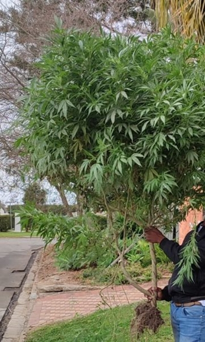 Big dagga bust in Blanco