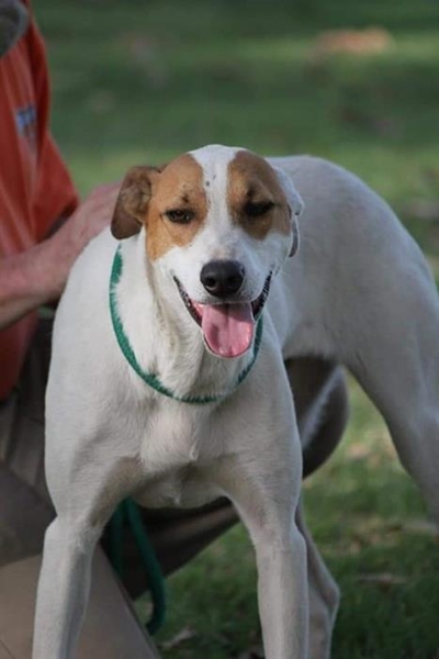 Adopt a pet from Odin