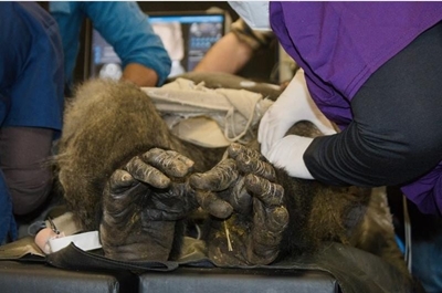 210kg gorilla undergoes operation in Pretoria, now on the mend